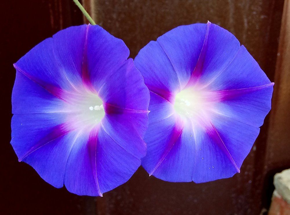 колокольчики