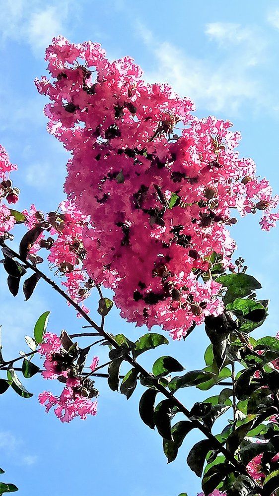 Японская сирень цветет в Сочи в сентябре