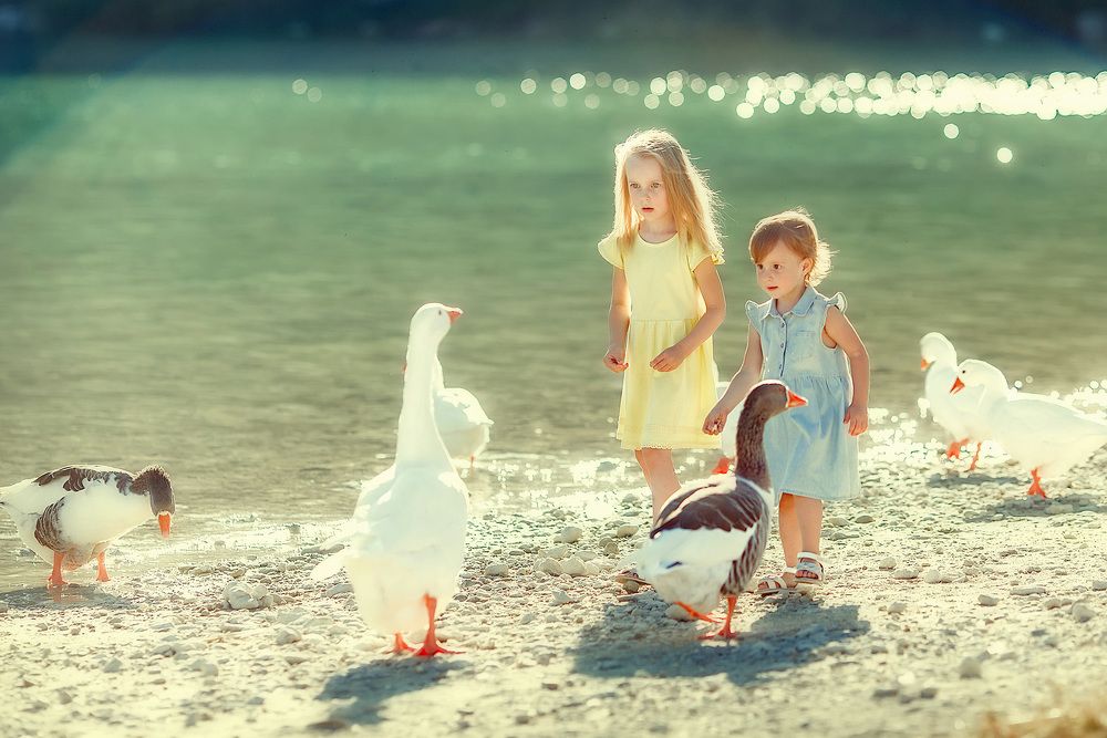 Встреча с гусями