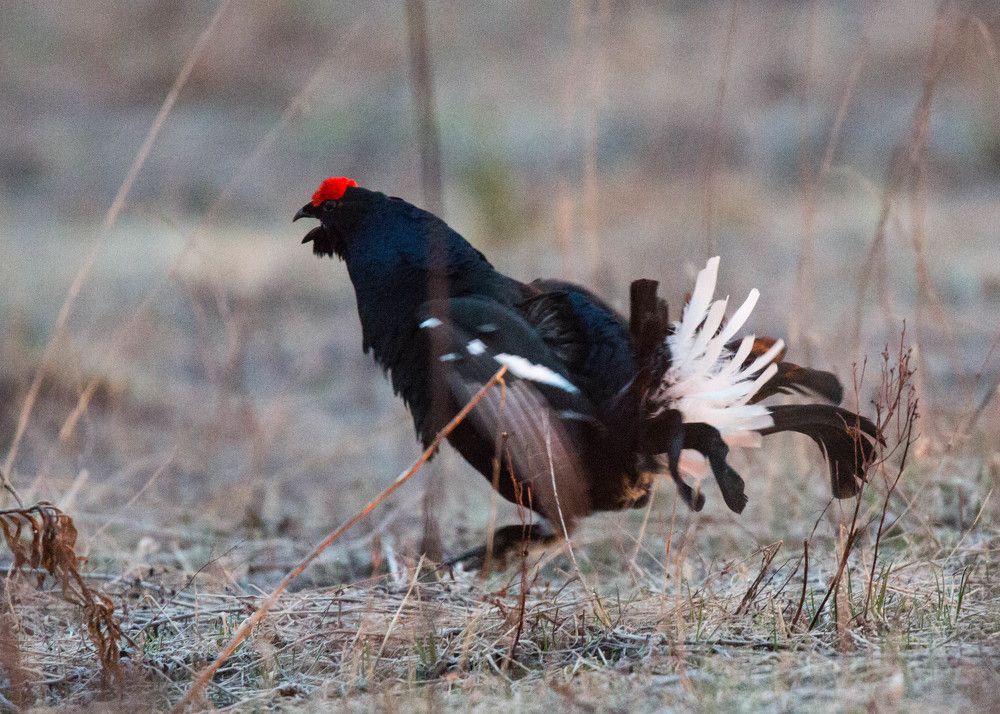 Трус! Выходи драться!