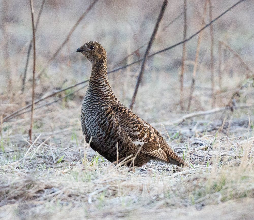 Дама теревинного сердца!