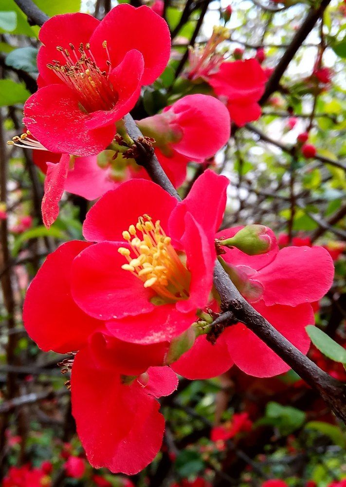 японская айва цветет