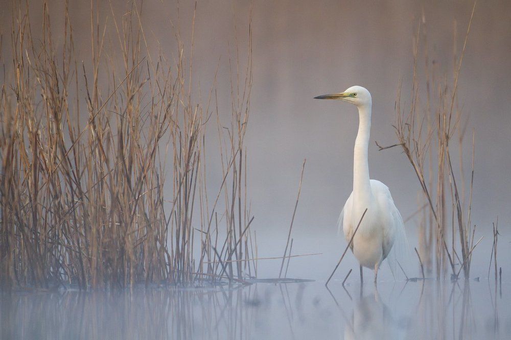 Great Egret