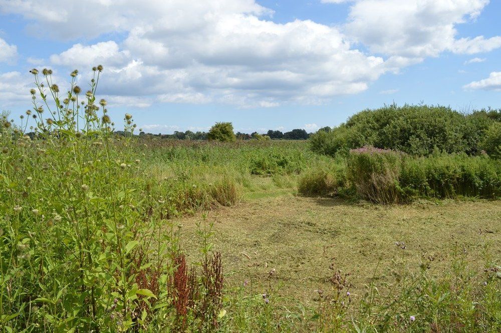 Цветы полевые