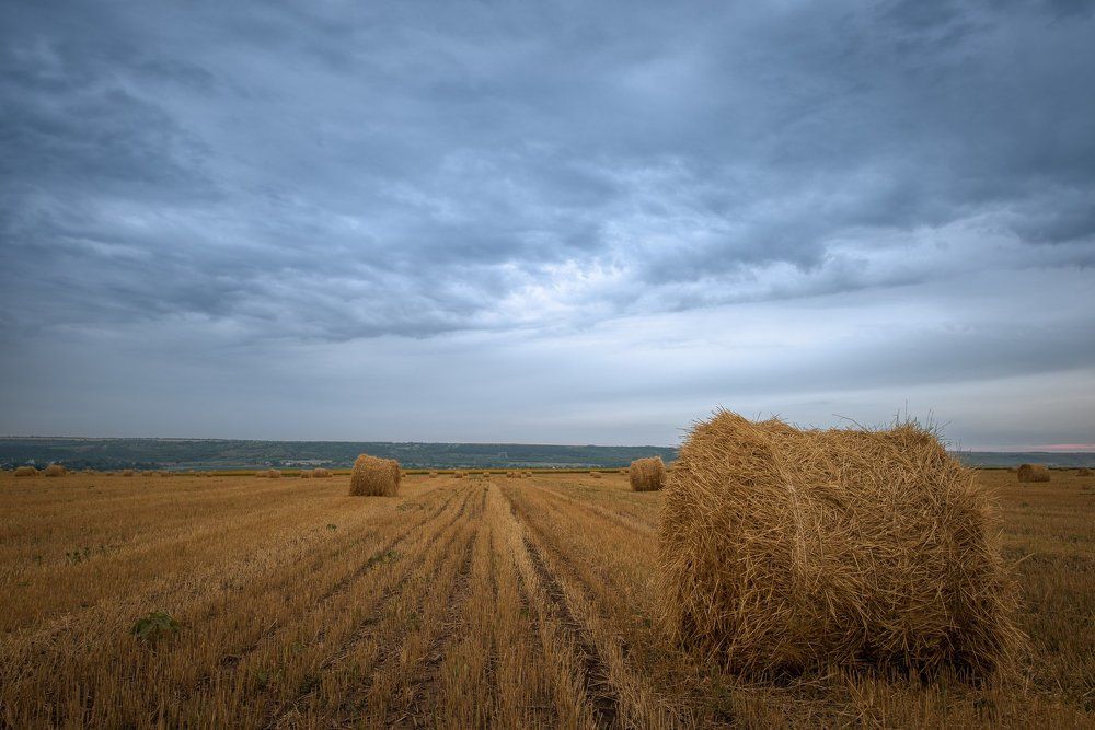 Сумеречное Поле / Twilight Field
