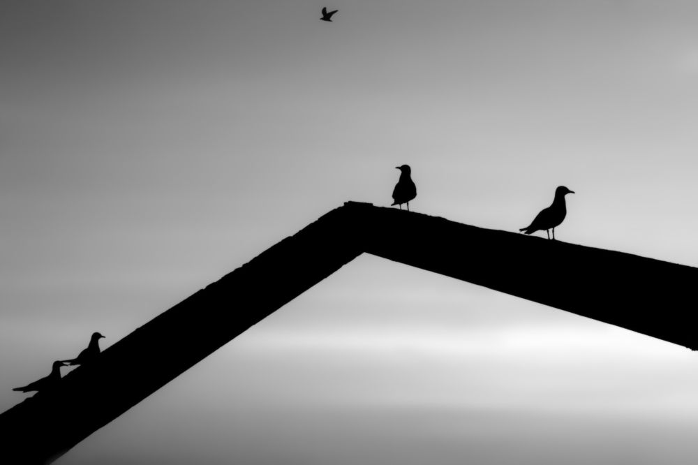 Птичья любовь.