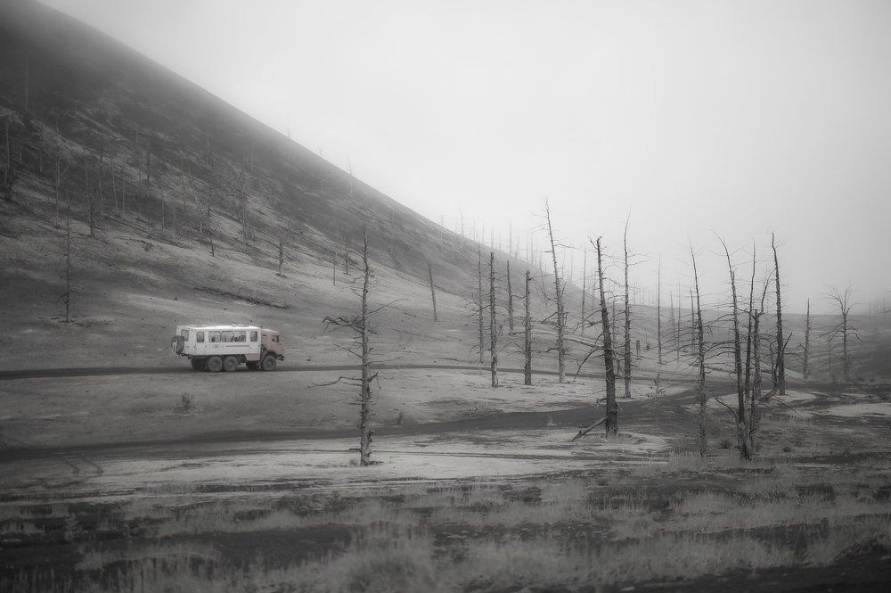 по мёртвому лесу