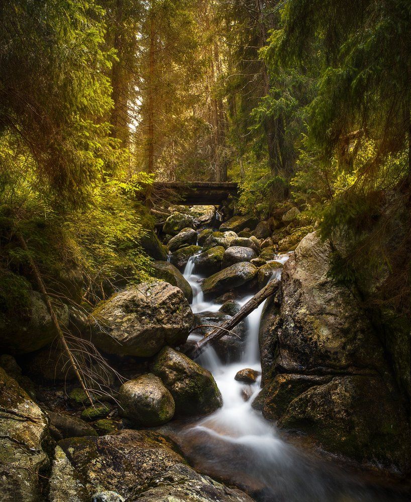 Приказно ручейче