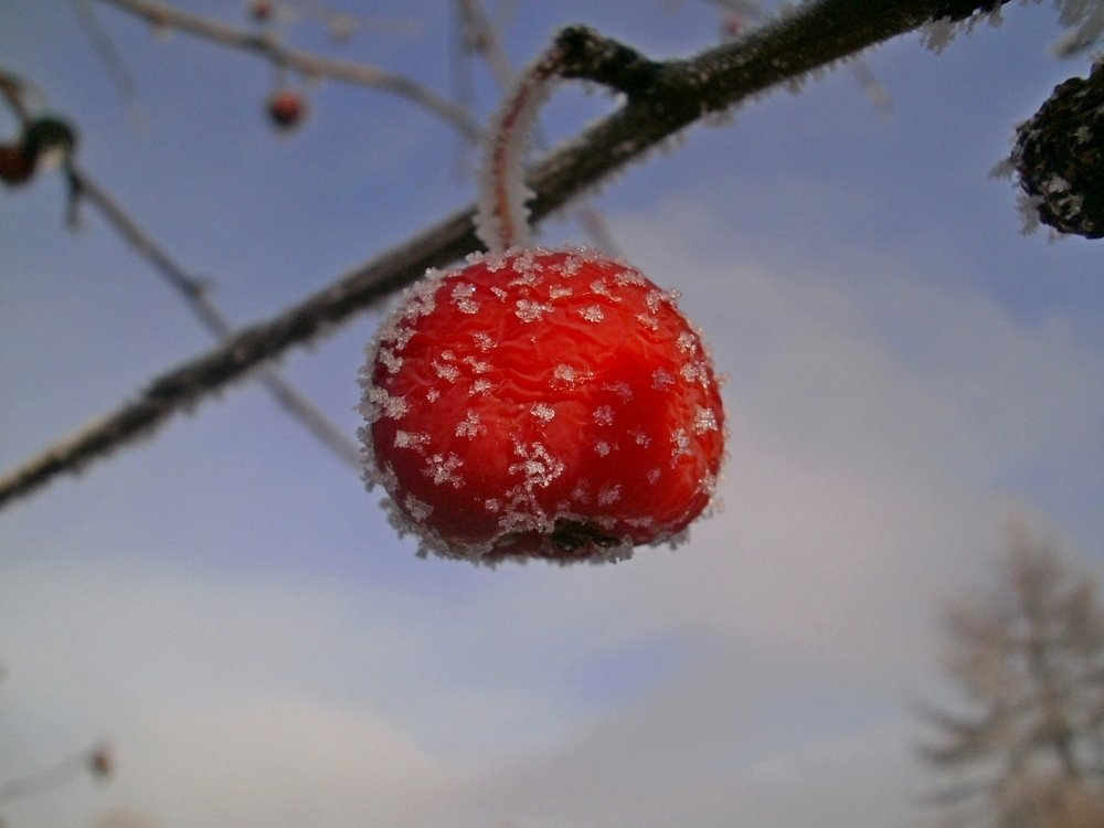 Зимнее яблочко