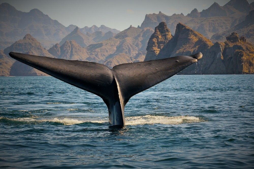 Blue Whale Caudal Fin