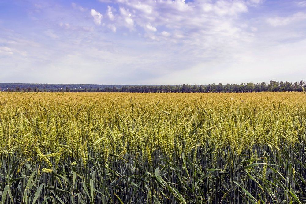 Русское поле, русское поле..