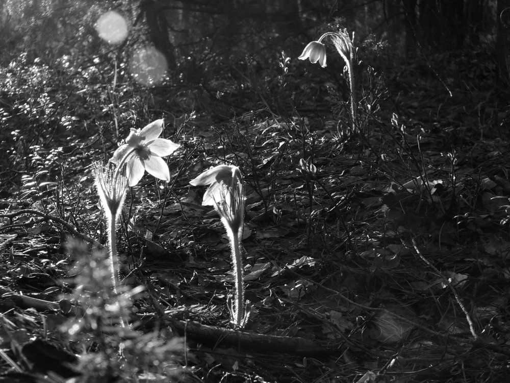 В лучах заката