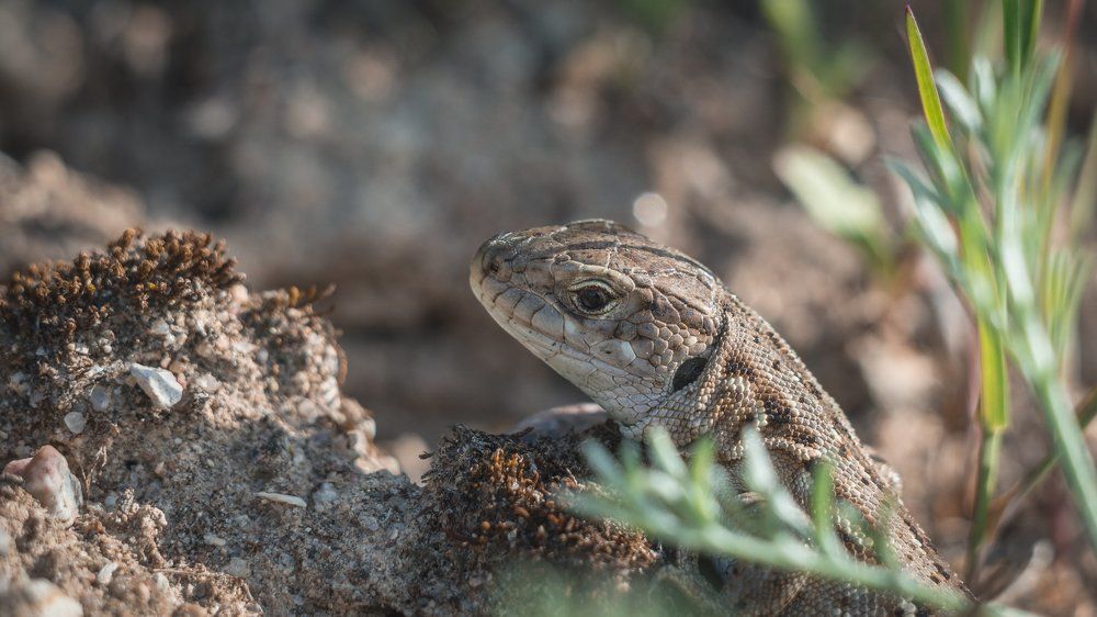 Наслаждаясь лучиком утреннего солнца