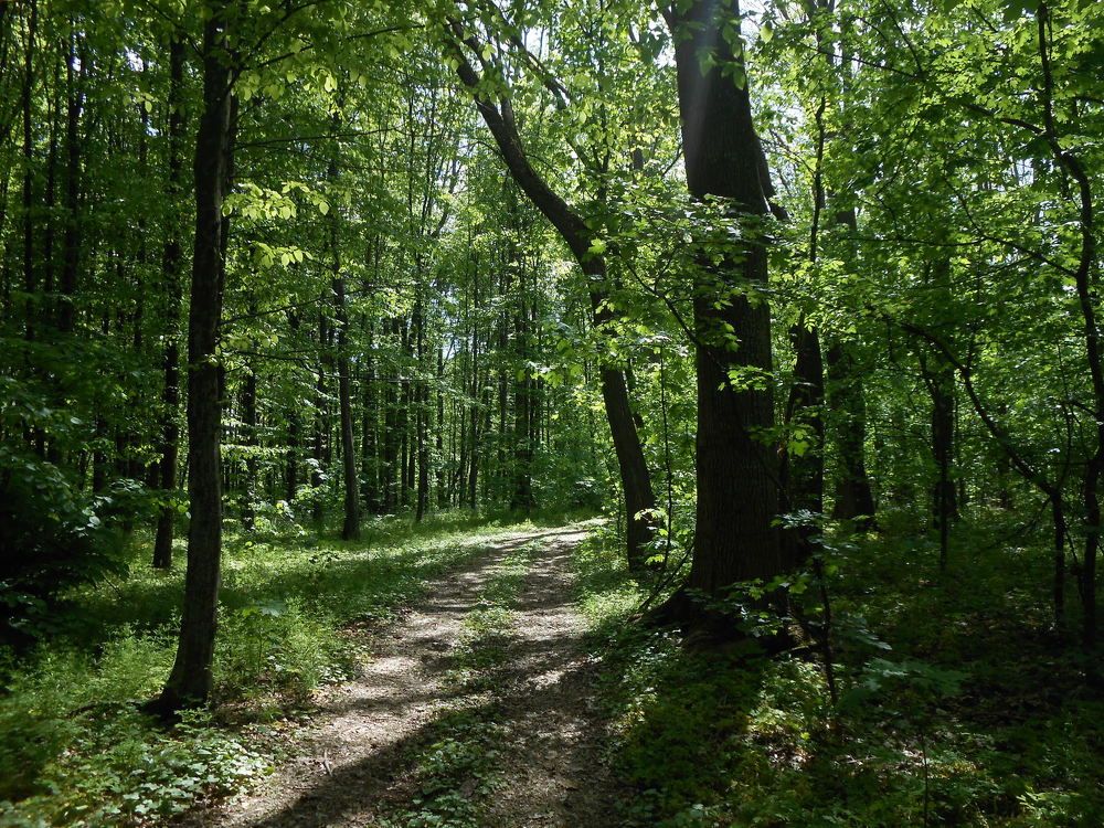 Summer green forest