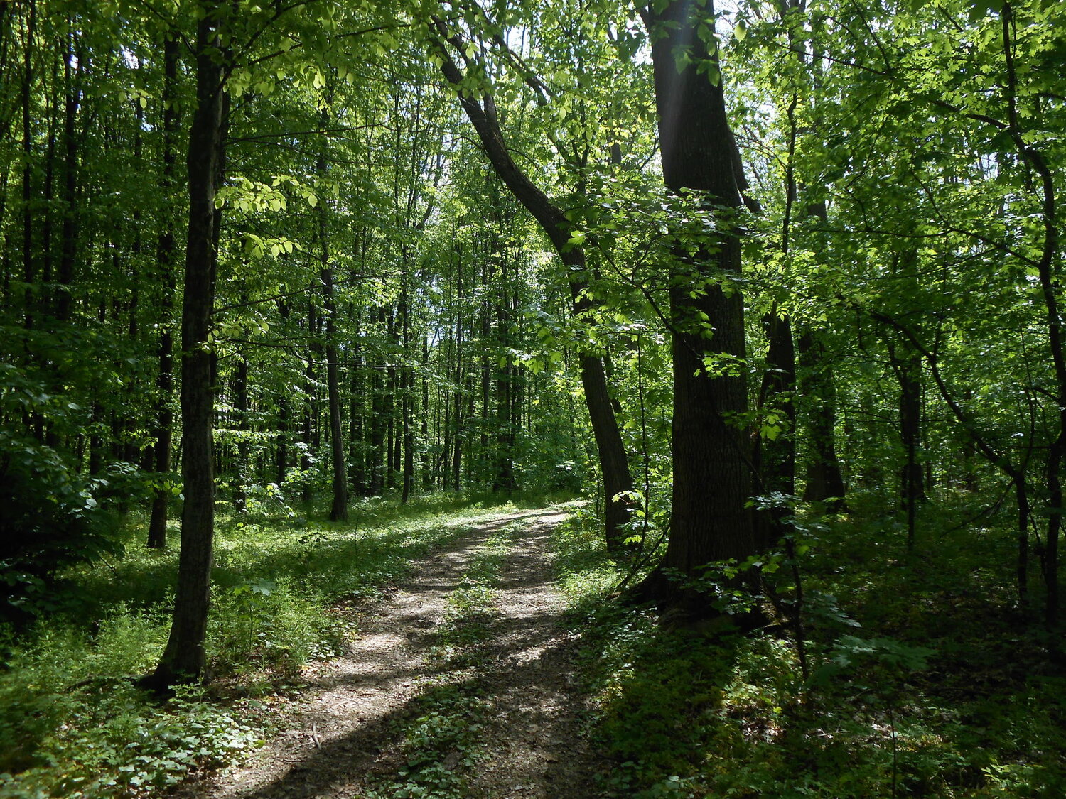 Summer green forest