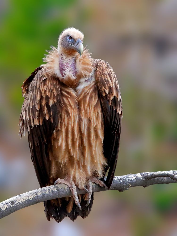 Giant Scavenger of Himalayas