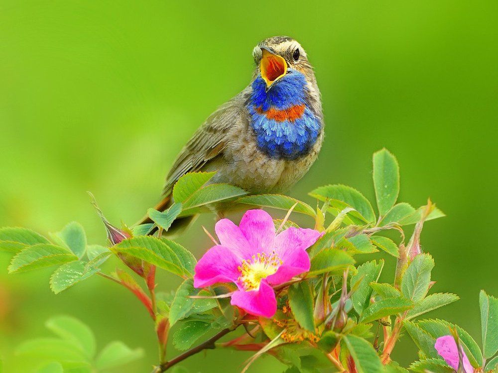 Поющие цветы