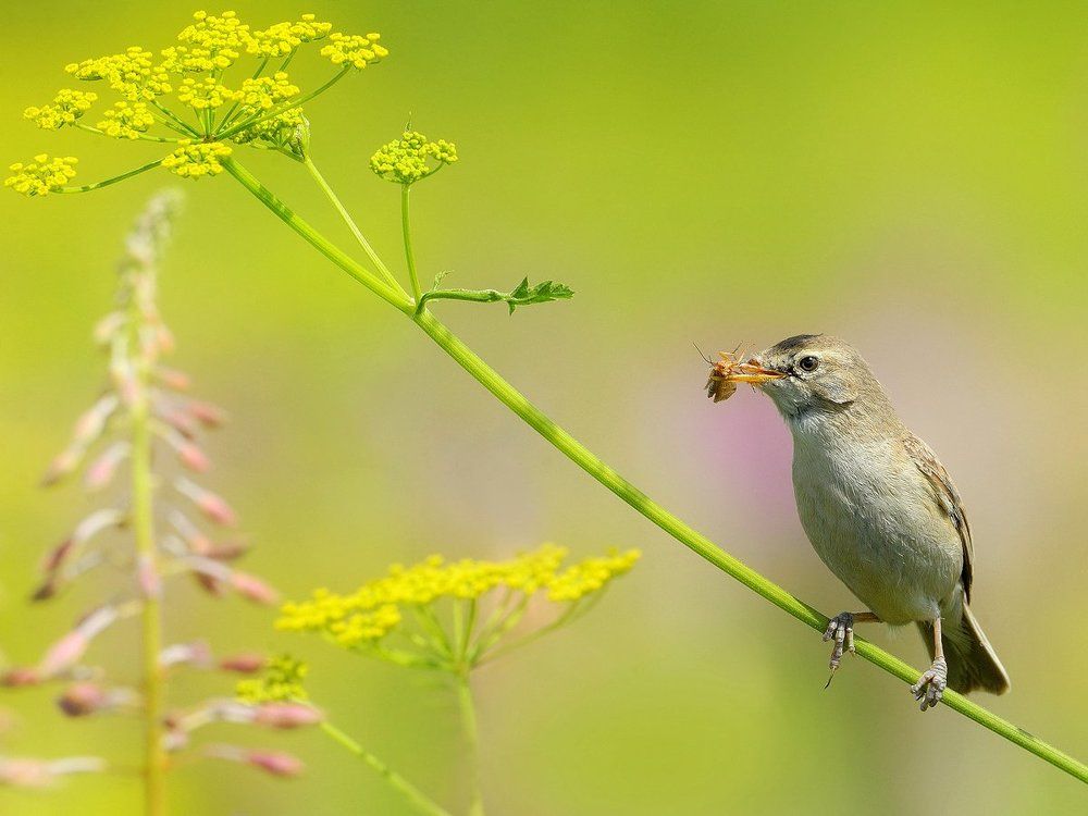 Полевые заботы