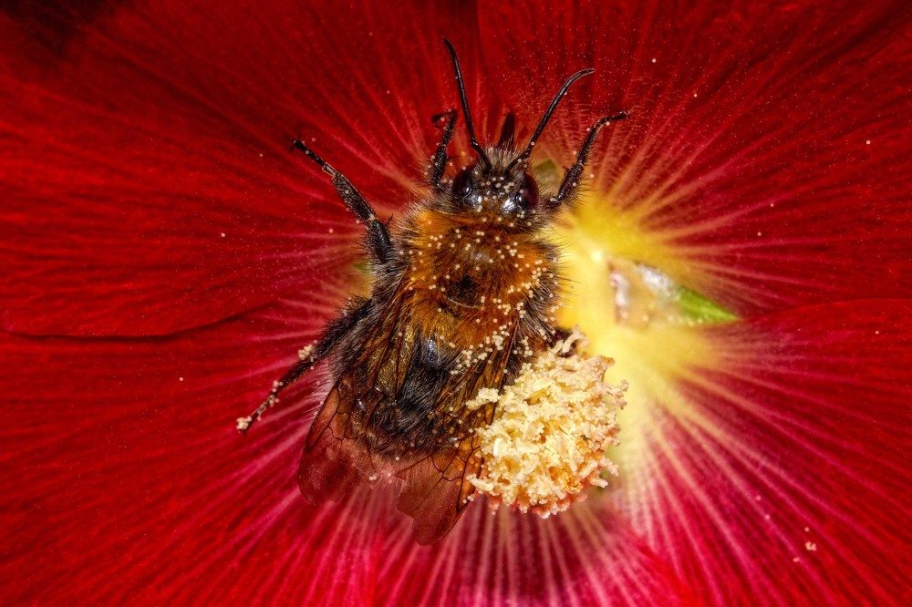 Шмель на цветке мальвы