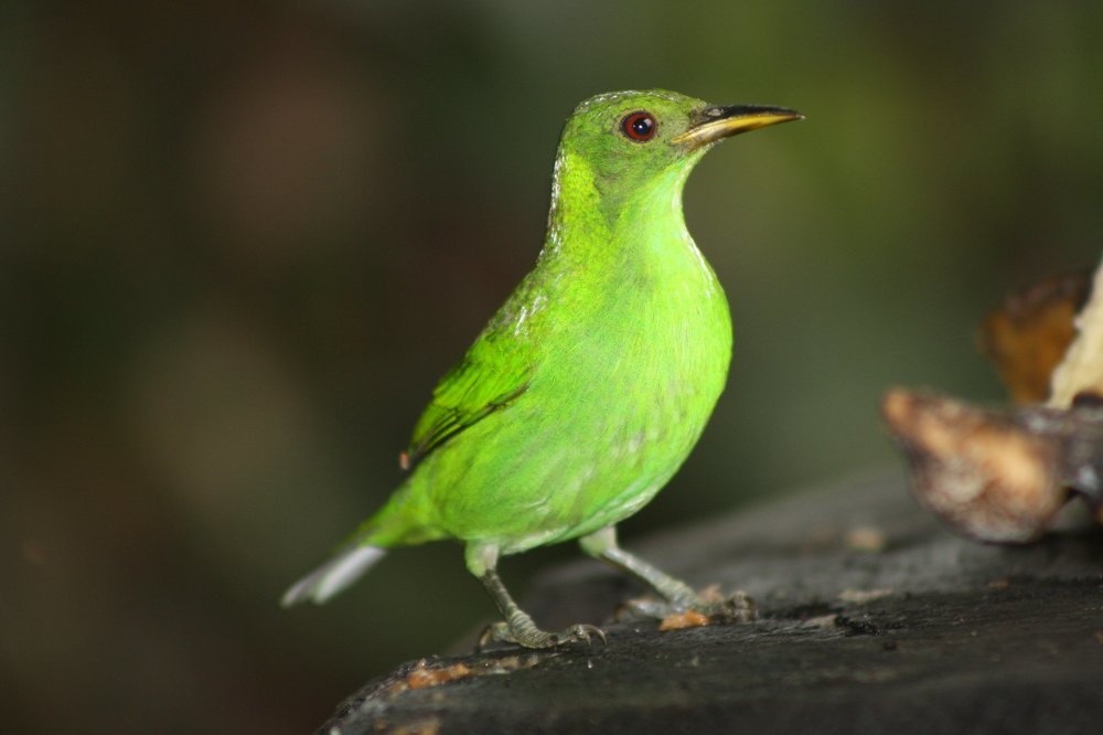 bird in puerto vieja de sarapiqui
