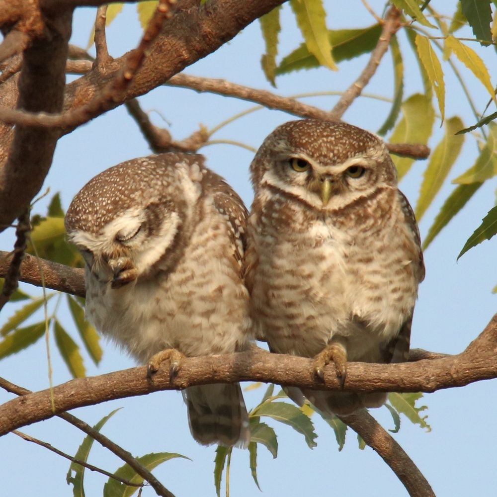 Spotted owlets