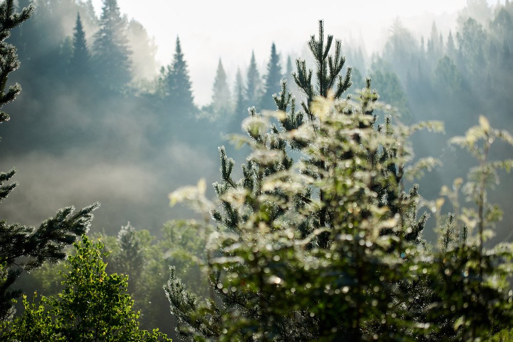 Утренняя роса