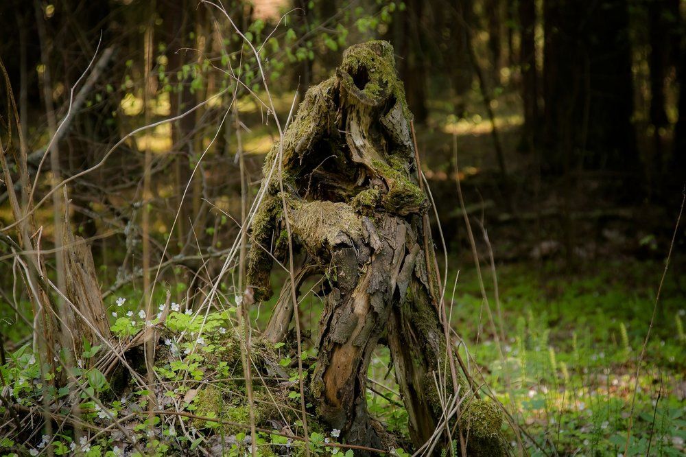 Грустный Леший