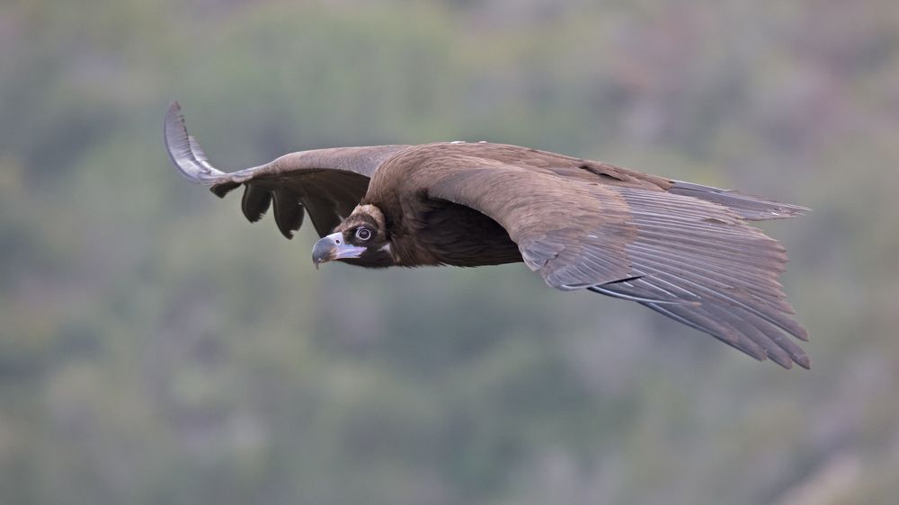 Monk vulture