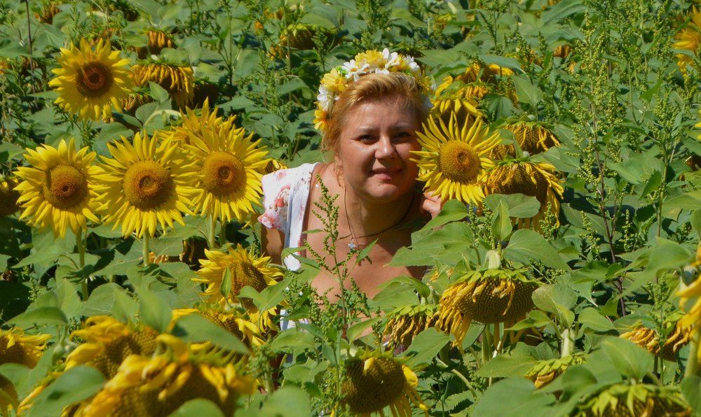 Подсолнухи