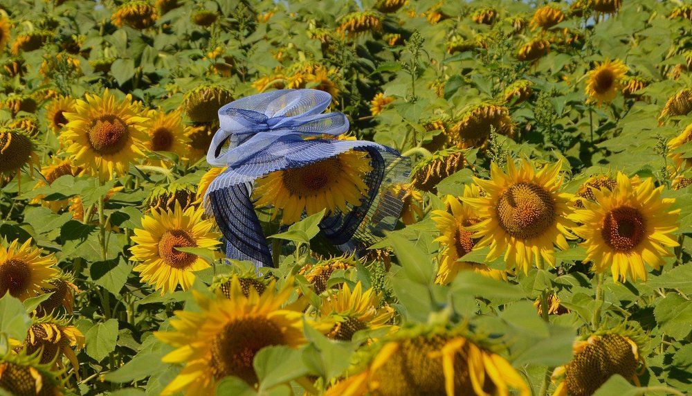 Подсолнух в шляпке