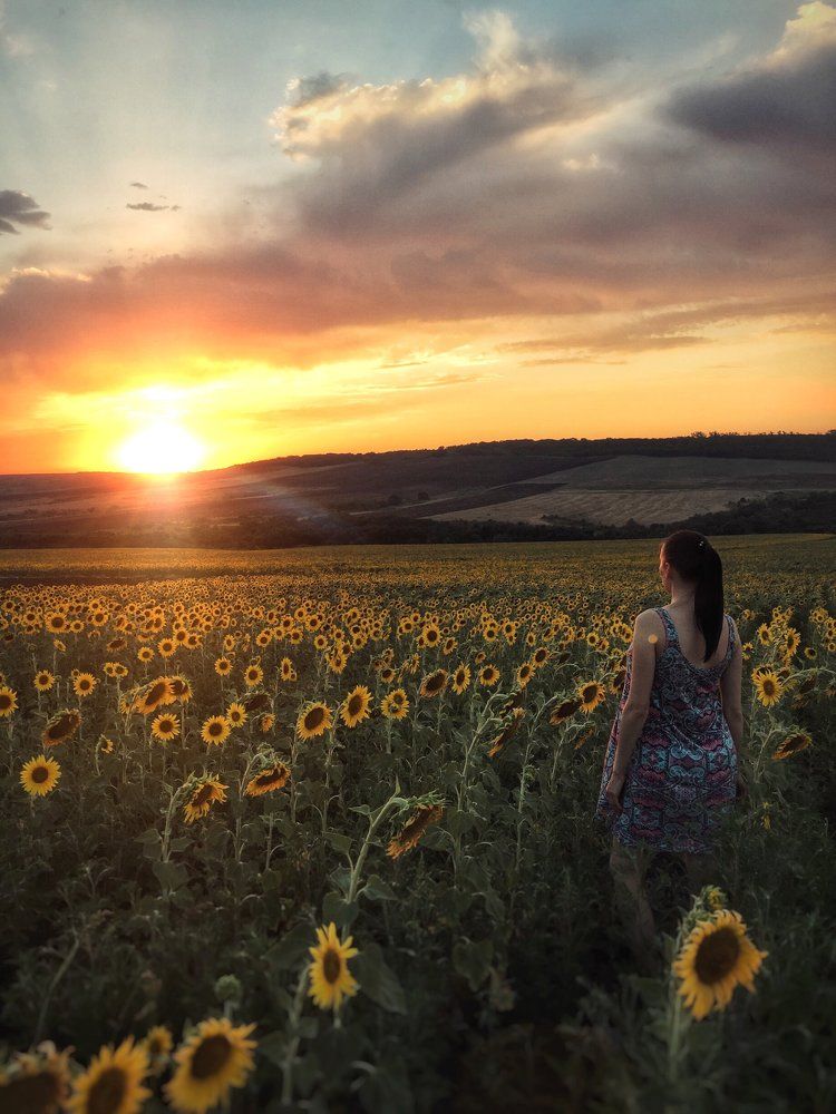 Подсолнухи на закате.