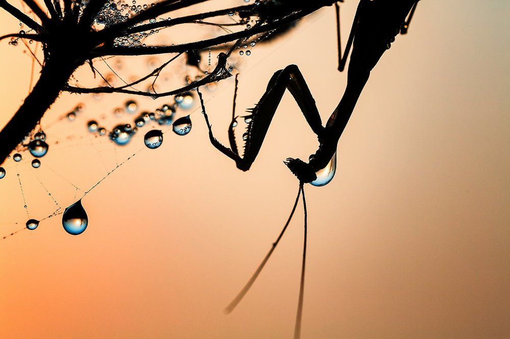 Утро богомола.