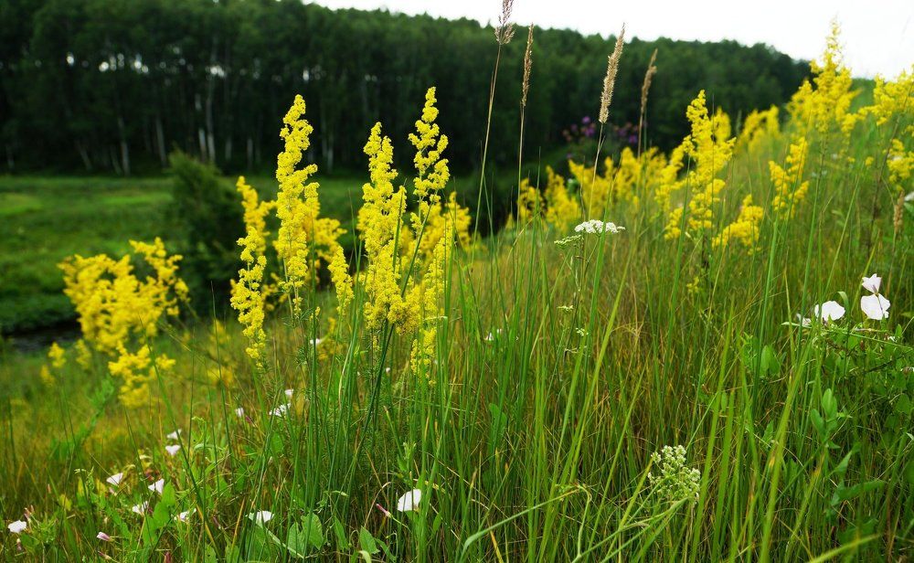 Разнотравье