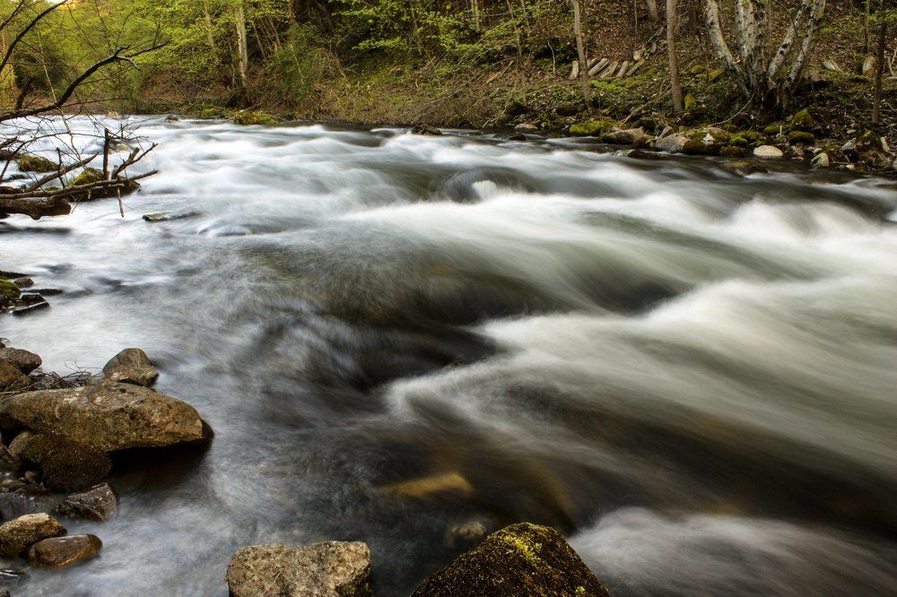 Река в лесу