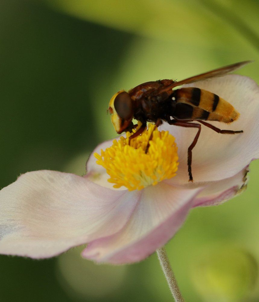 Spanish bee