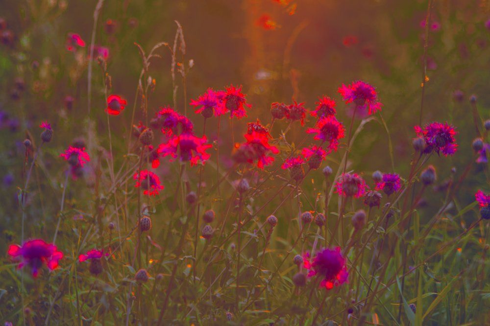 красная осень