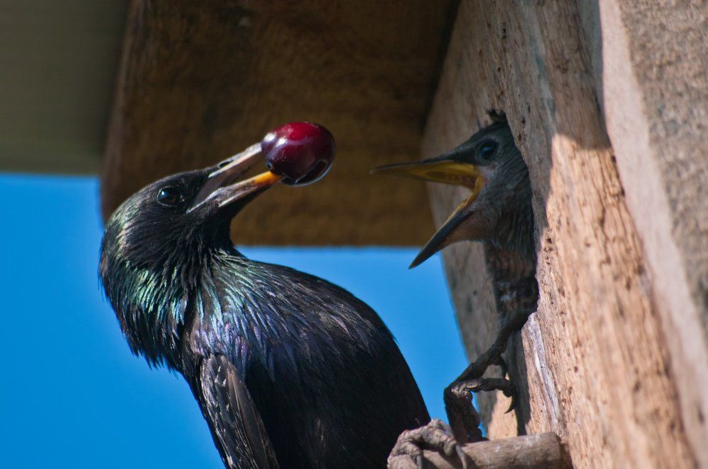 Черешня на десерт