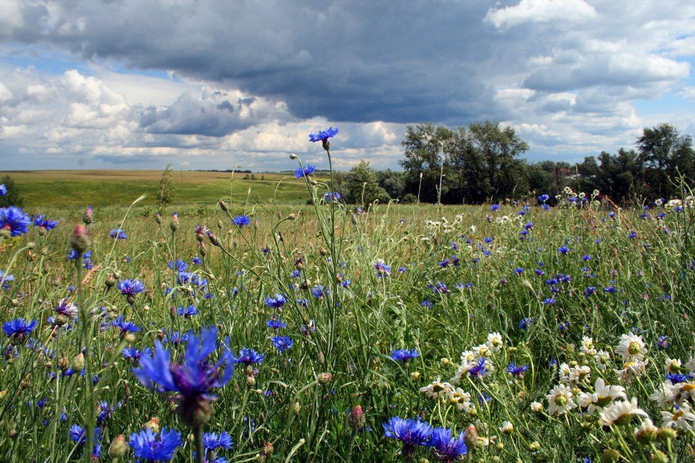 Аромат лета