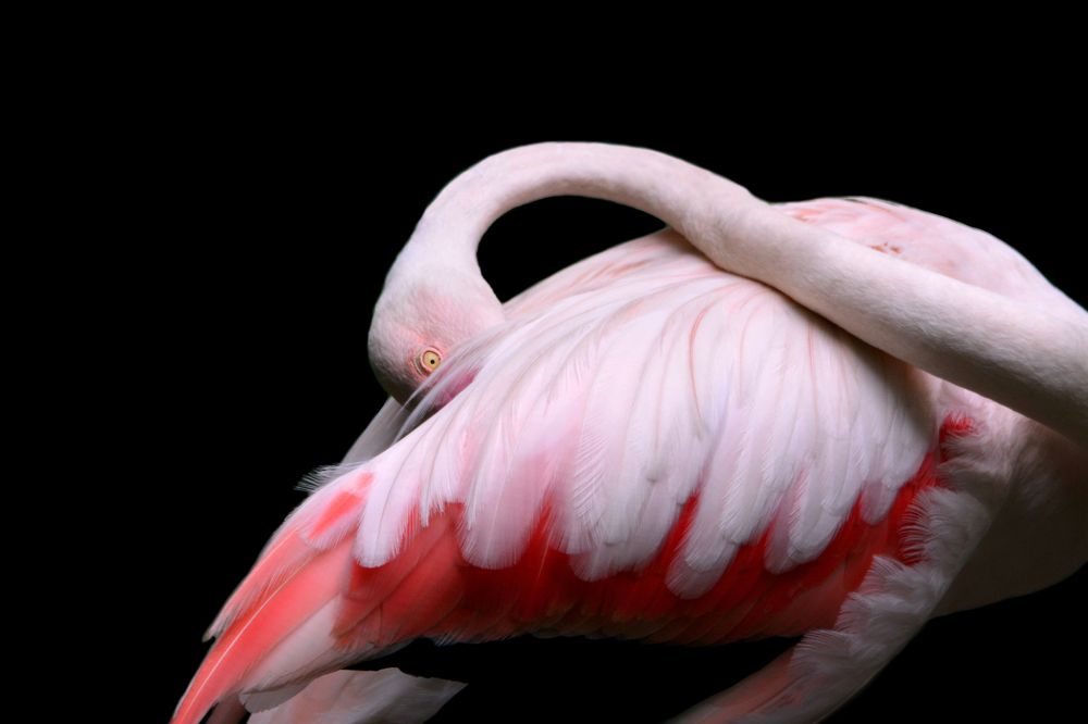 Greater Flamingo