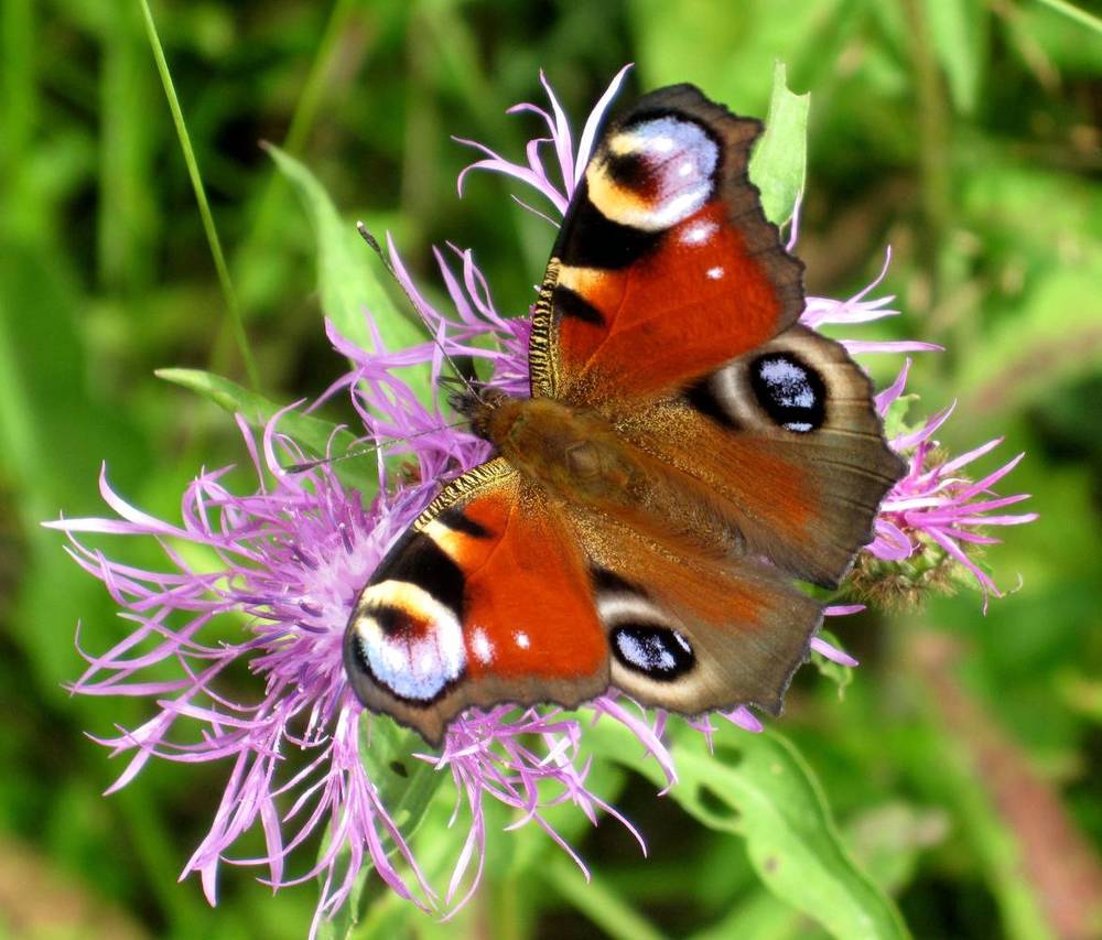 Павлиний глаз (Inachis io)