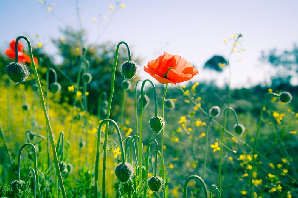 Poppies fields