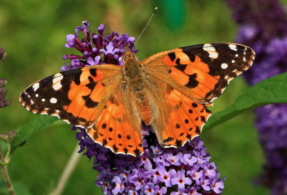 Репейница на буддлее