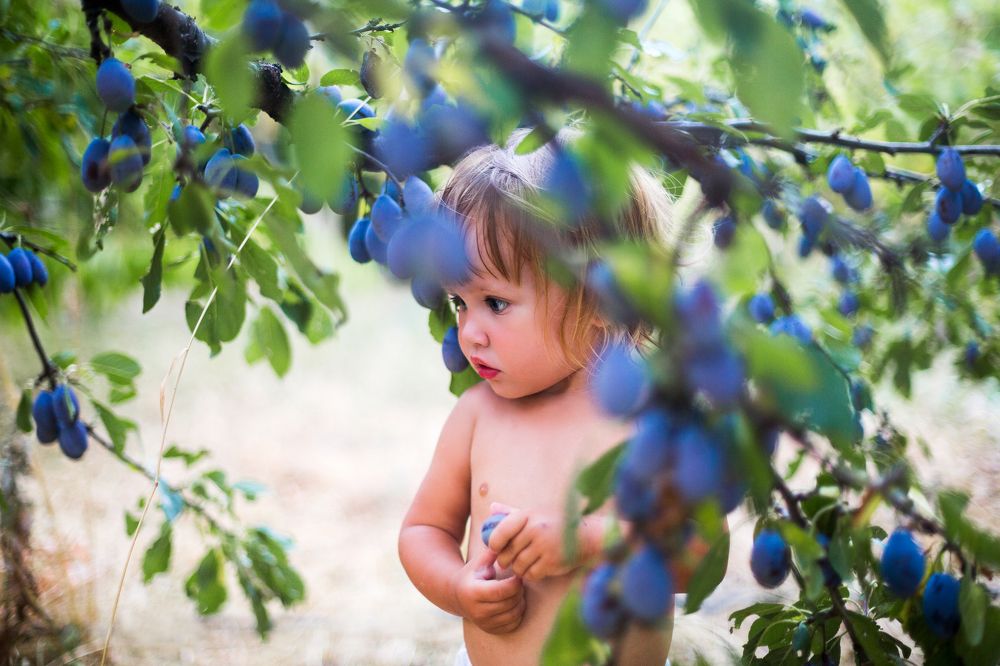 Сбор урожая