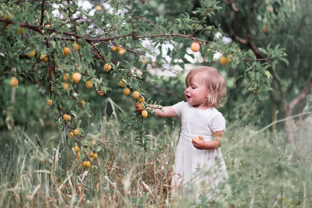 Сбор урожая