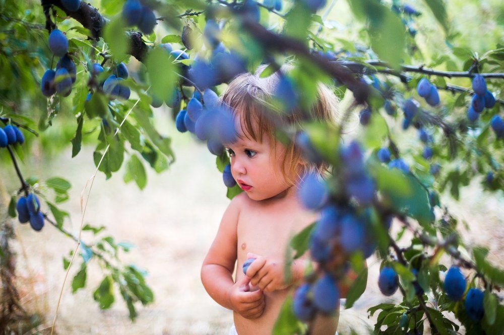 Сбор урожая