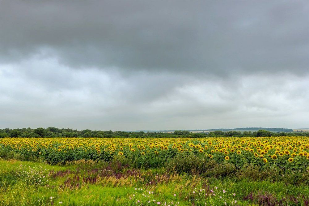 Подсолнухи..