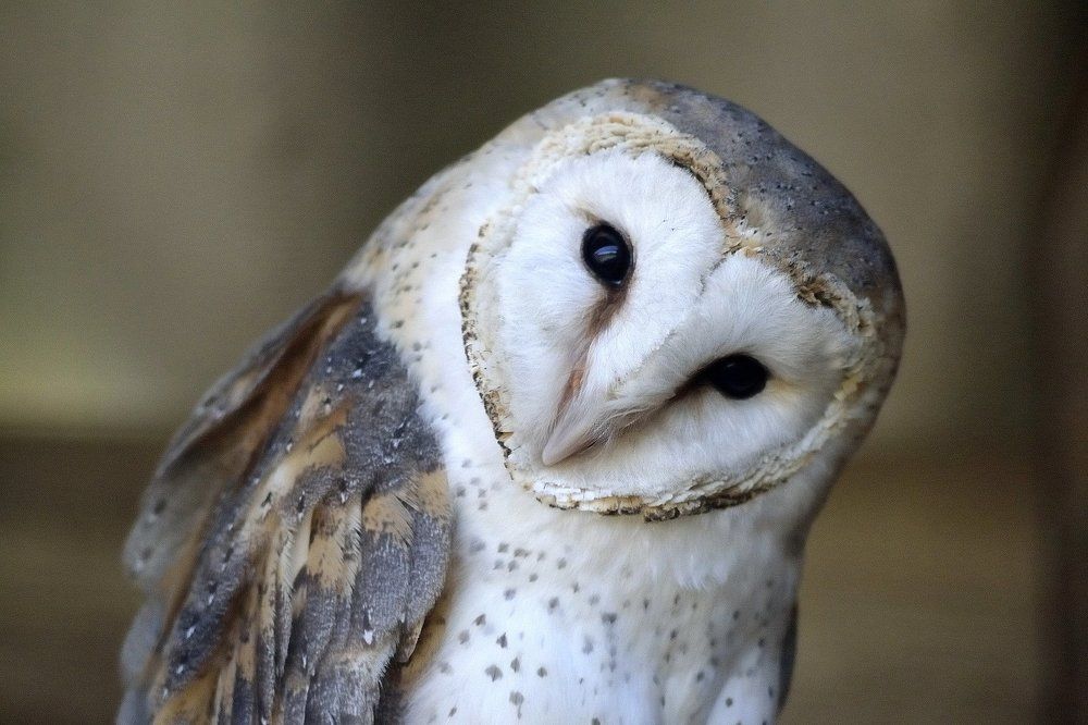 Wise Owl