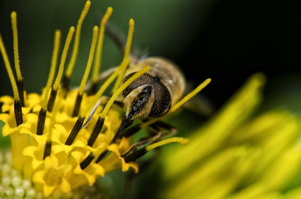 Photograph by Алексей Фомичев