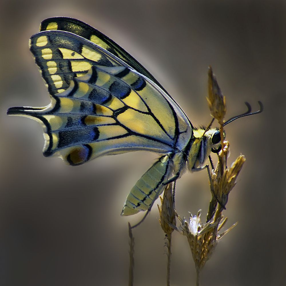 Papilio machaon