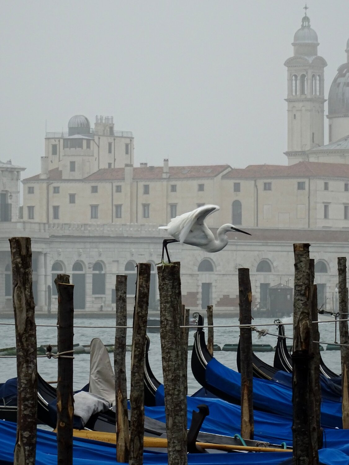 Цапля в Венеции; Heron in Venice